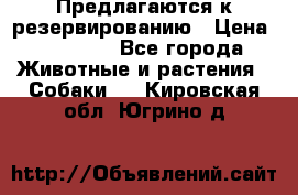 Предлагаются к резервированию › Цена ­ 16 000 - Все города Животные и растения » Собаки   . Кировская обл.,Югрино д.